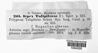 Irpex tulipiferae image